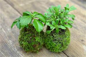 Kokedama